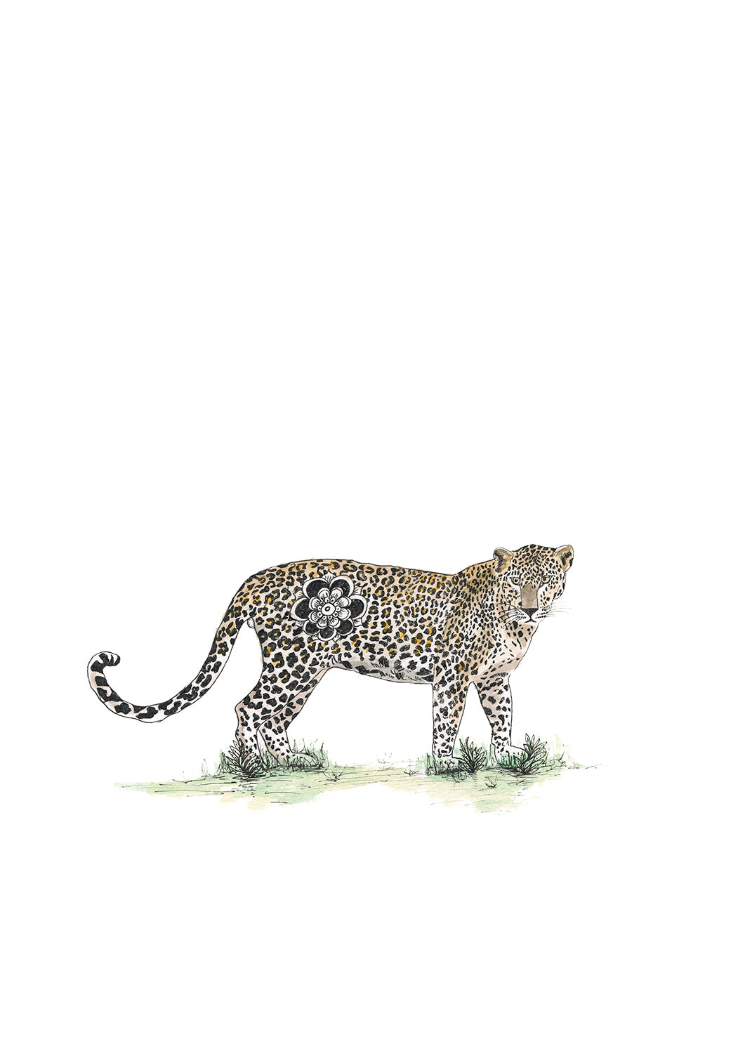 Cheetah
