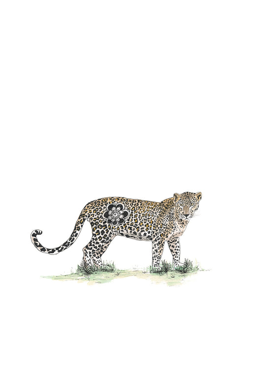 Cheetah