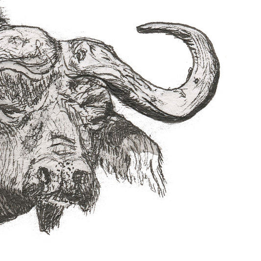 Buffalo